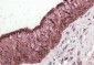 ALDH3A1 Antibody (C-Term)